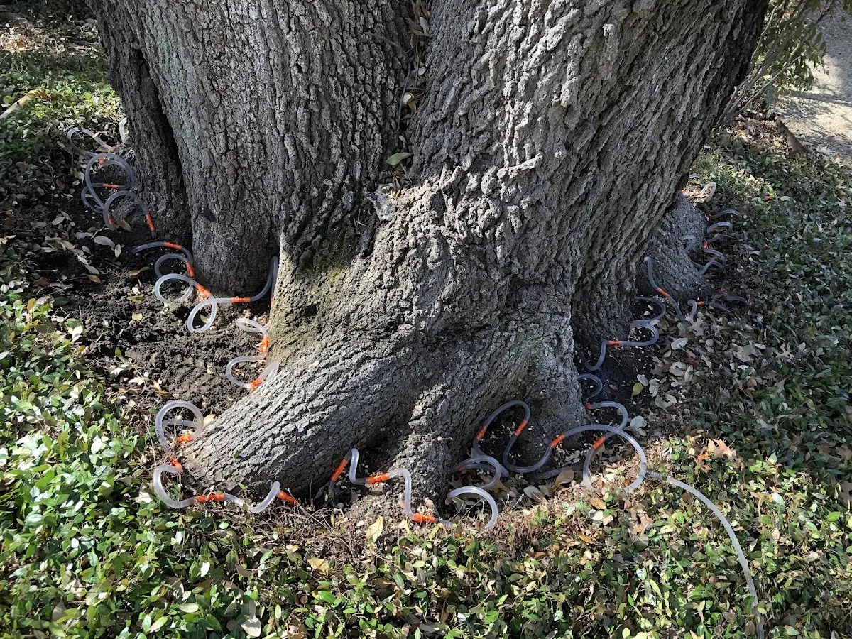 Detailed Tree Cabling and Bracing job site in Ransom
