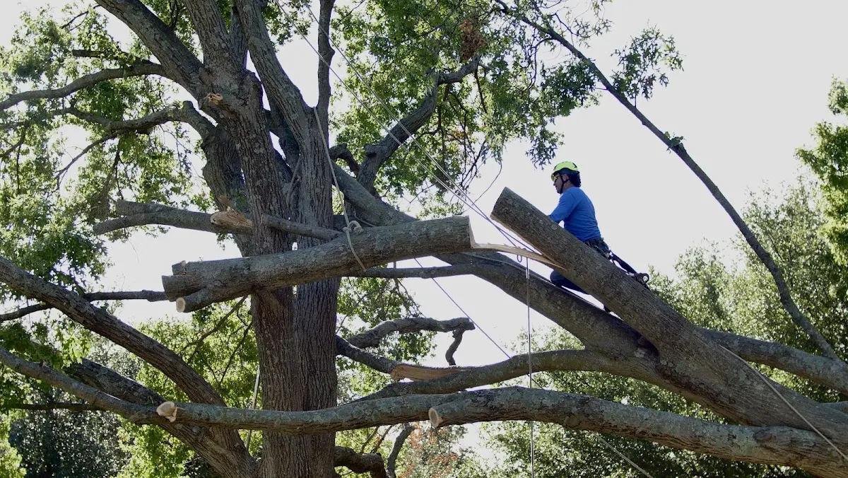 Professional Crown Thinning performed by certified arborists in Ransom