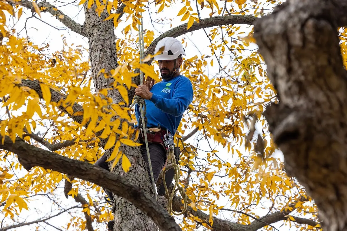 Skilled Tree Pruning crew working in Ransom